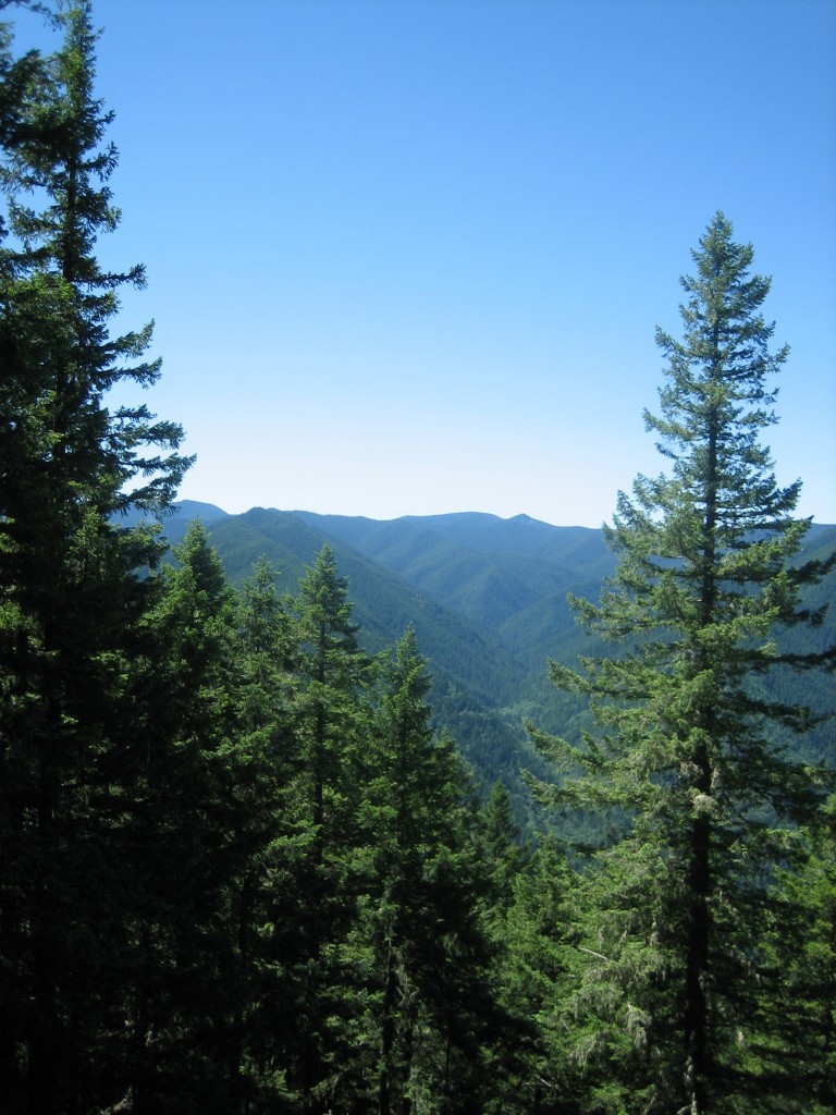 Oregonian forest