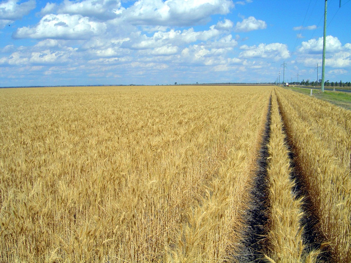 Agriculture reading. Пшеница Monsanto. Пшеница ферма одна. Wheat Modern Technology.