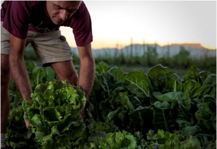 Bernat picks organic vegetables for Sambucus