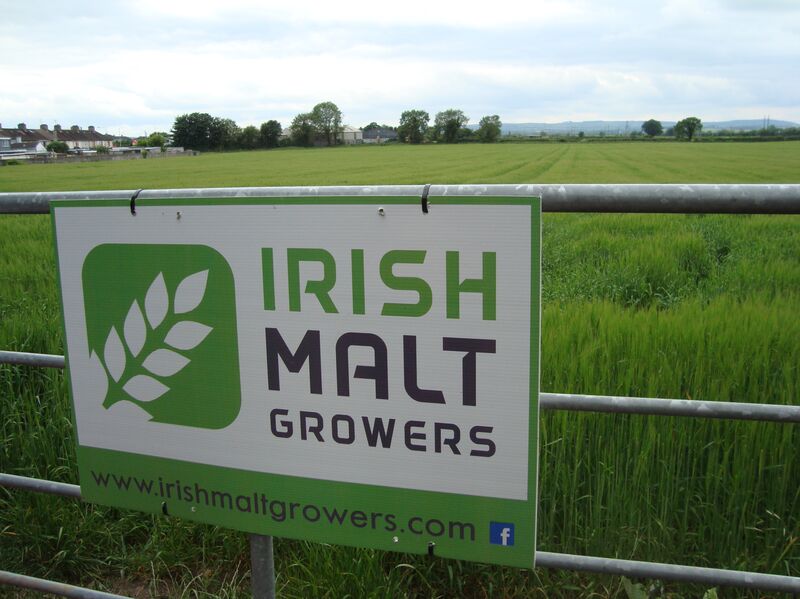Field of Irish Barley for making beer malt