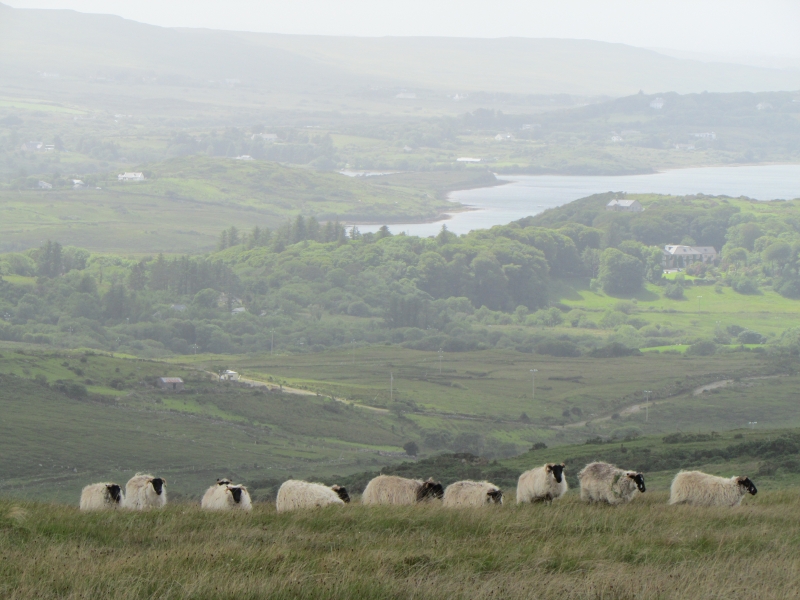 Sheep Connemara Park