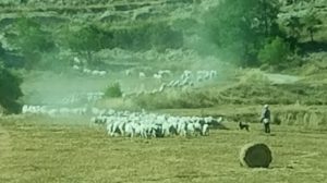 700 Sheep Run at Masia Puipelat.
